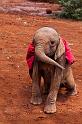 007 Kenia, Nairobi, Sheldrick Olifantenweeshuis